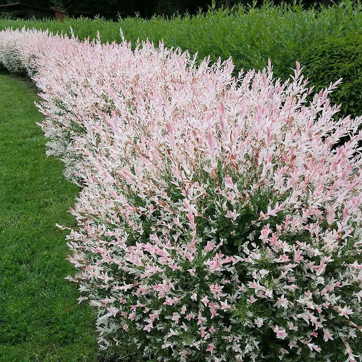 Salix integra 'Flamingo'