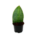 Sansevieria masoniana (Shark Fin)