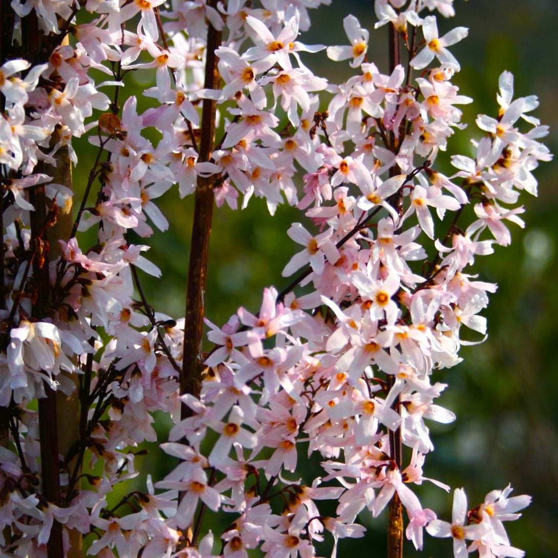 Pink Forsythia - Abeliophyllum distichum 'Roseum'