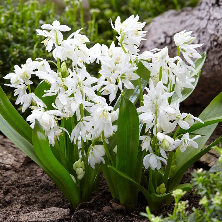 Scilla siberica 'Alba' (Siberian squill, Viorele siberiene)