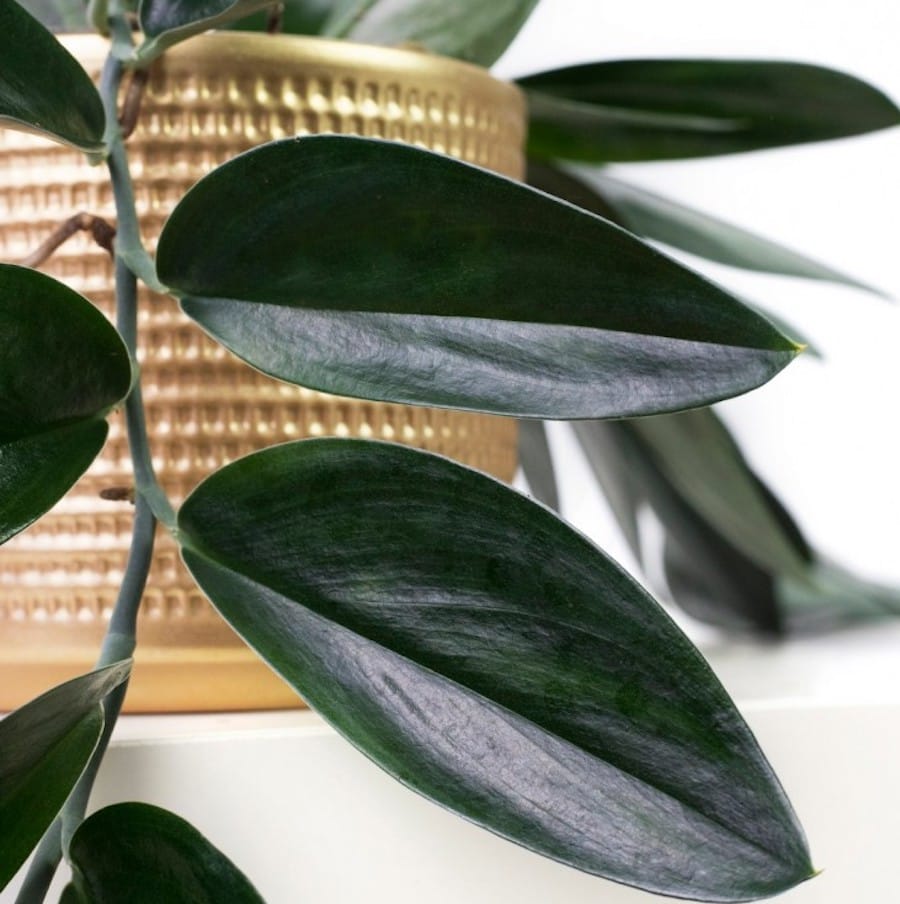 Scindapsus treubii 'Dark Form' (Scindapsus 'Dark Moonlight') - 2 plante/ ghiveci