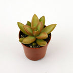 Sedum Adolphii (Golden Sedum)