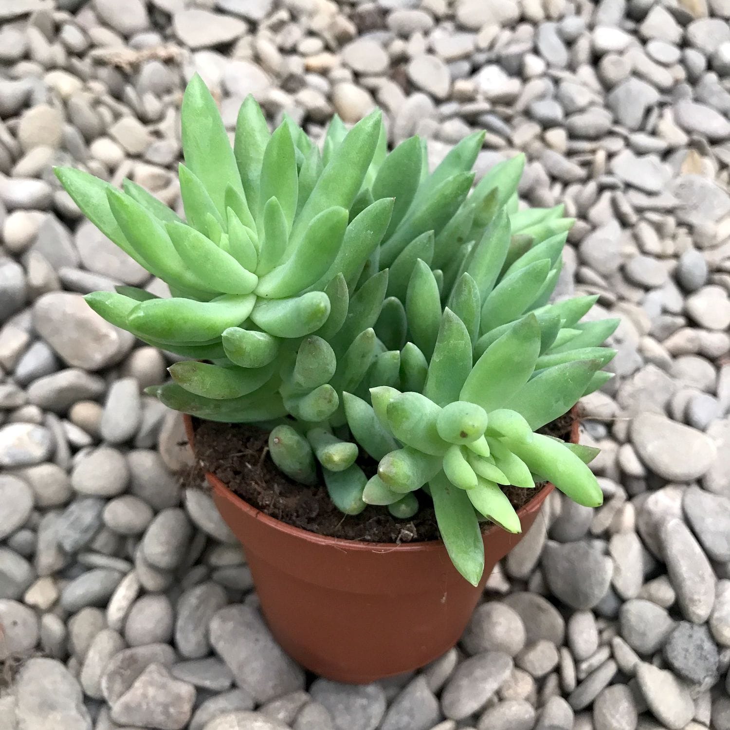 Sedum morganianum magnum