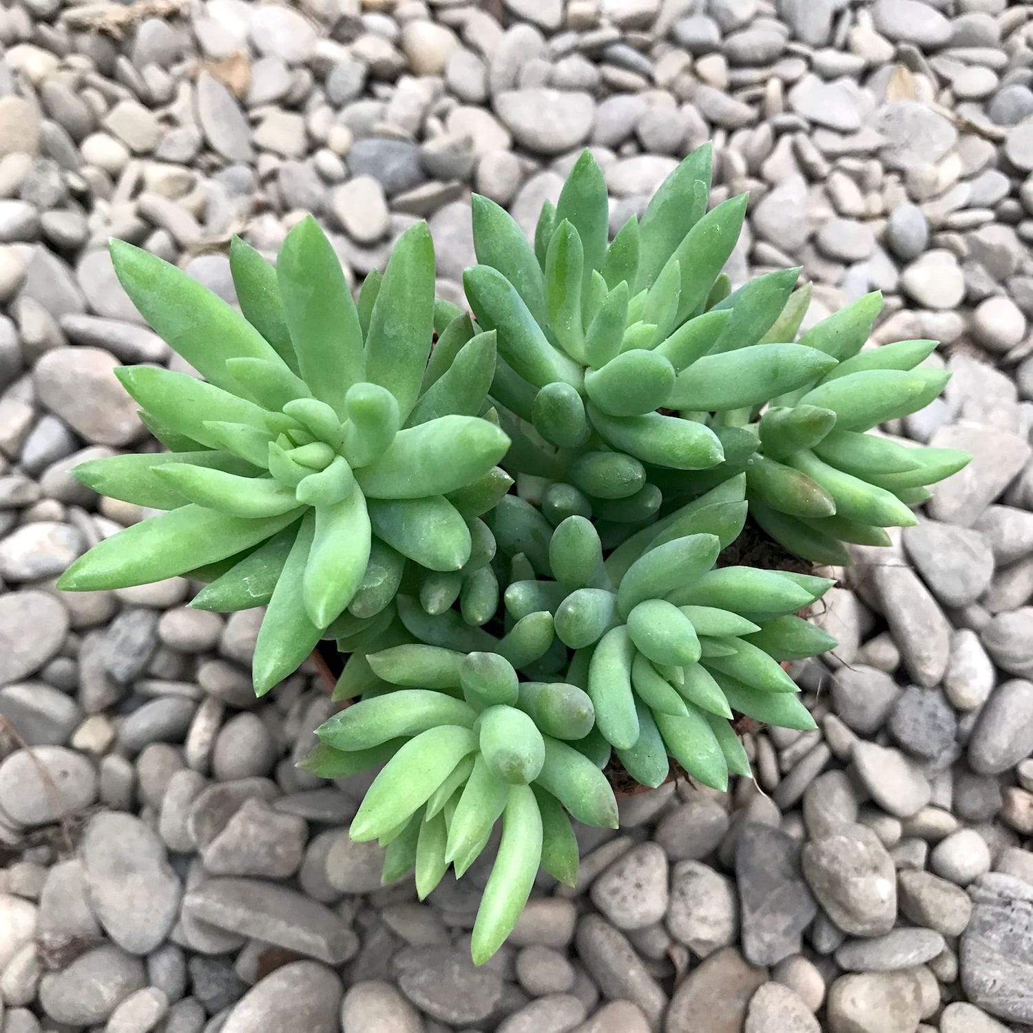 Sedum morganianum magnum