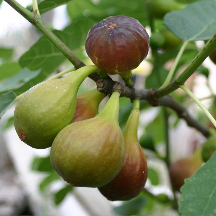 Ficus carica 'Precose de Dalmatie'