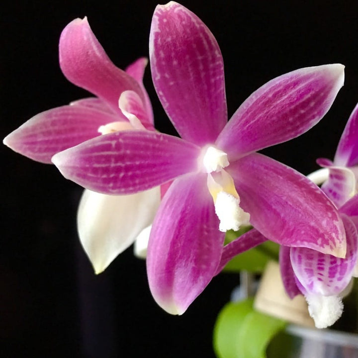 Phalaenopsis speciosa 'Plaid'