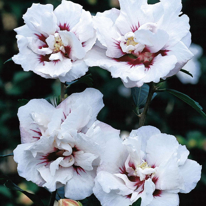 Hibiscus syriacus 'Speciosus'