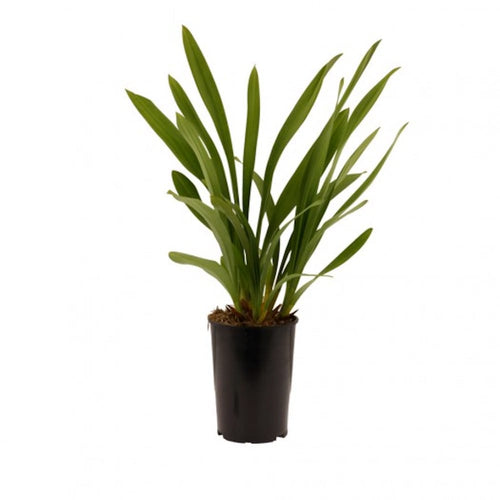 Cymbidium 'Jaina' (pendente)