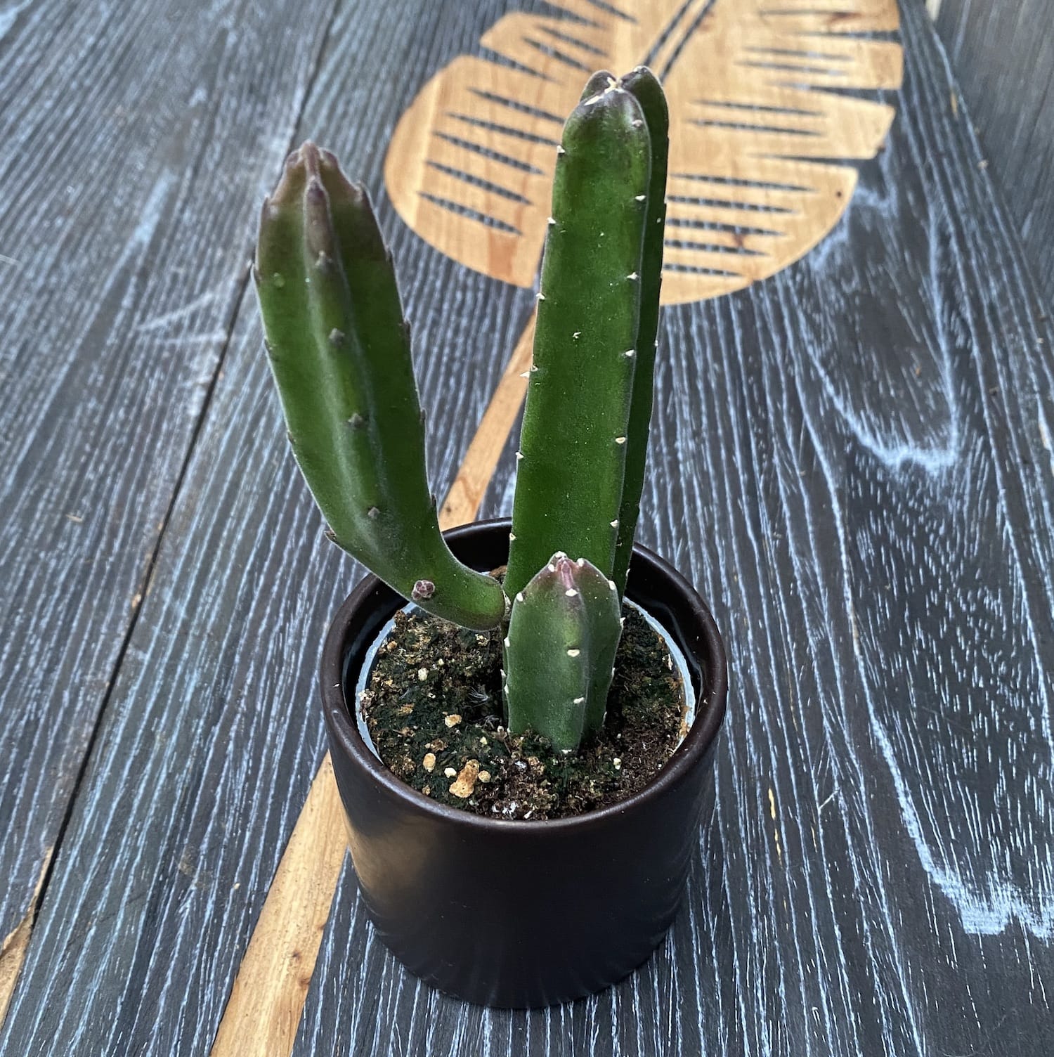 Stapelia leendertziae - suculenta ciudata, fascinanta si unica