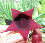 Stapelia leendertziae - suculenta ciudata, fascinanta si unica