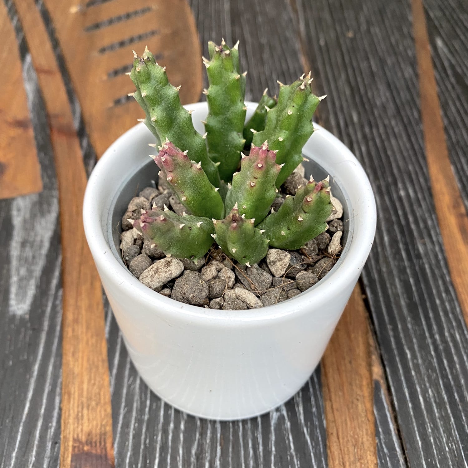 Stapelia montana (steaua serifului)