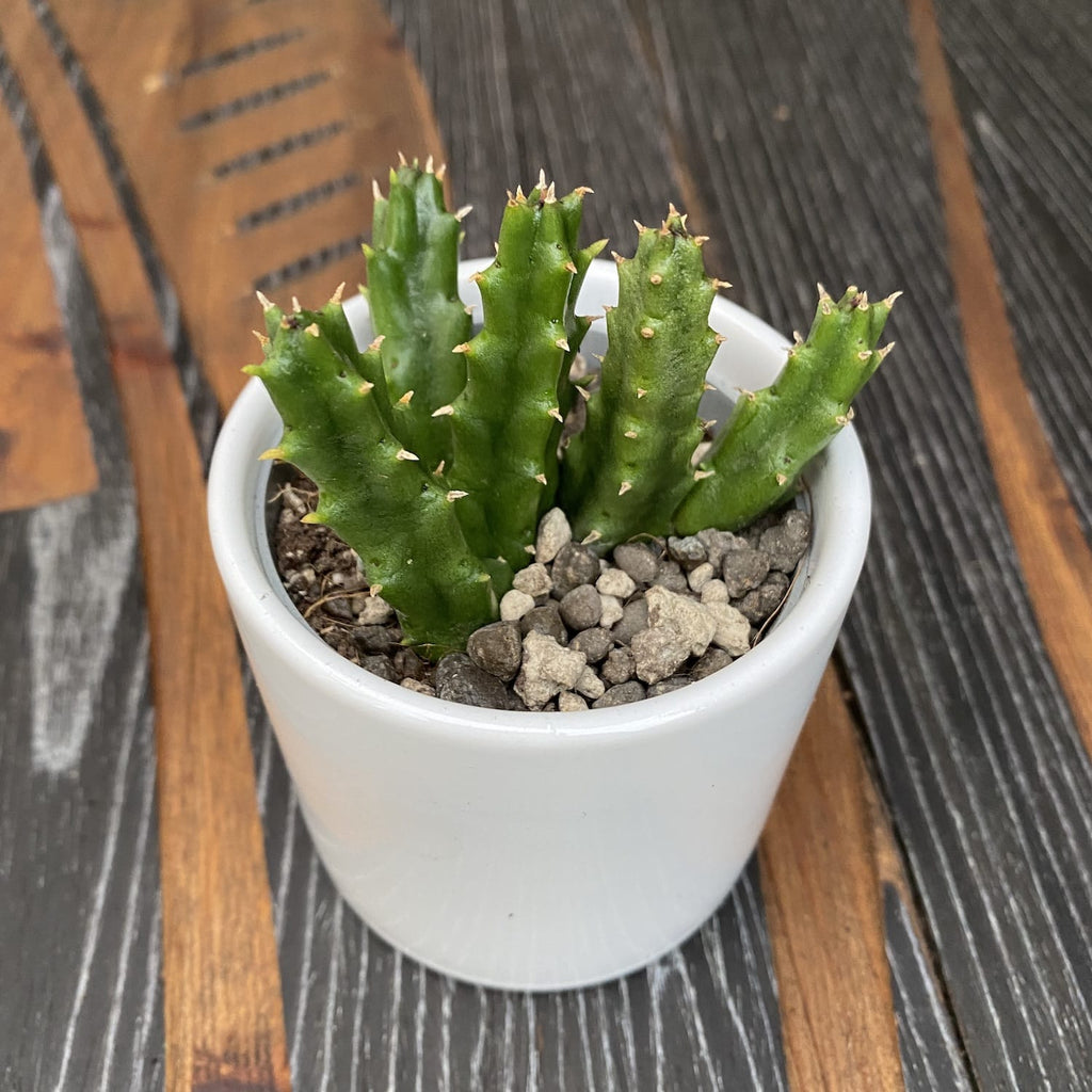 Stapelia montana (hvězda šerifa)