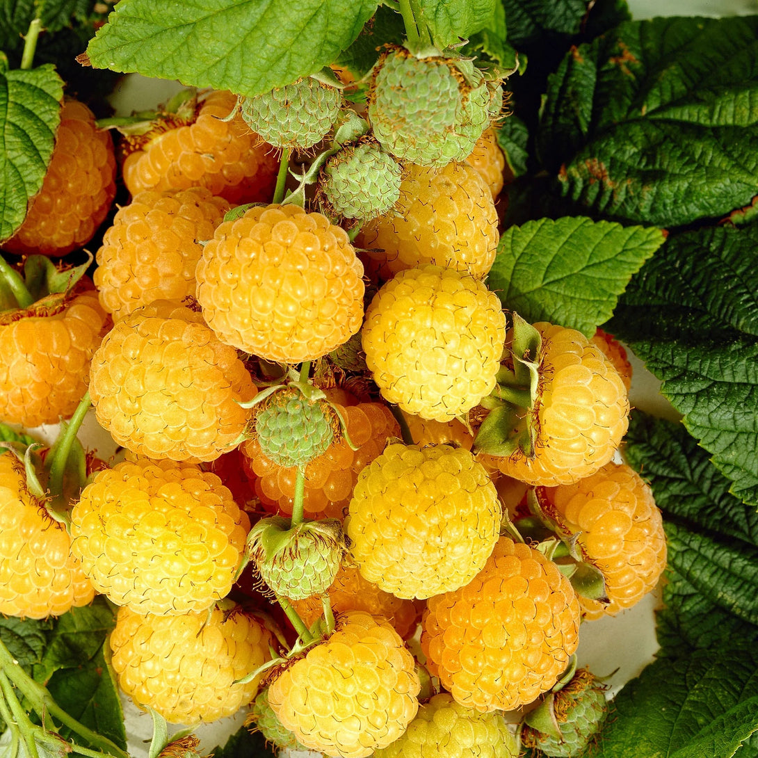 Rubus Idaeus TwoTimer 'Sugana Yellow'