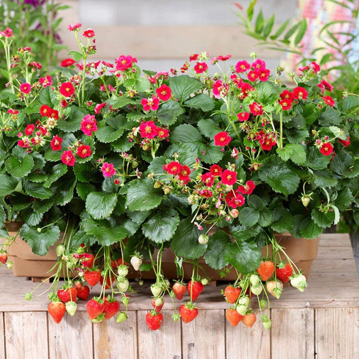 Capsun - Fragaria x ananassa 'Red Summer Breeze'