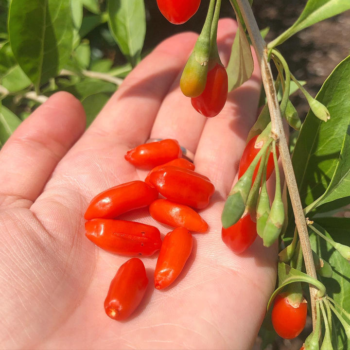 Goji la ghiveci - Lycium barbarum 'Sweet Goji' (Sweet Berry)