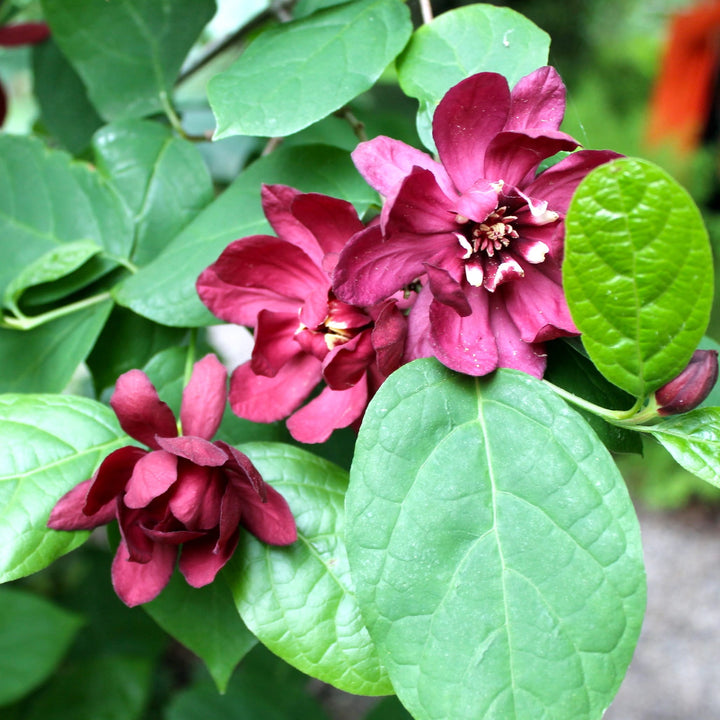 Sinocalycanthus 'Hartlage Wine'