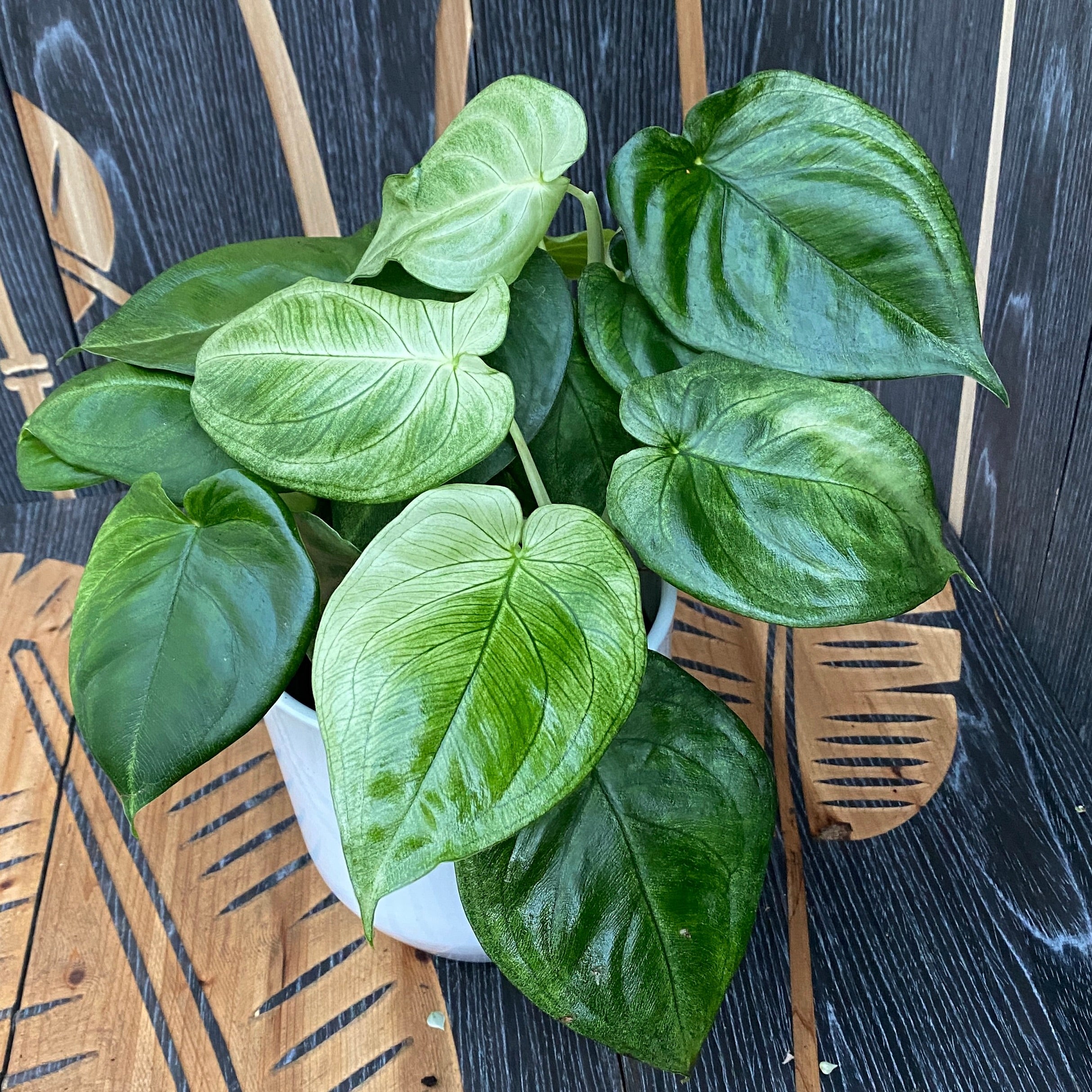 Syngonium macrophyllum 'Ice Frost' (Frosted Heart) - exemplare XL (2-3 plante/ghiveci)