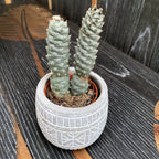 Tephrocactus strobiliformis (dennenappelcactus)