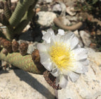Tephrocactus strobiliformis (dennenappelcactus)