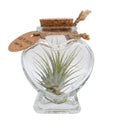 Terrarium 'Herz' mit Tillandsia Luftpflanze (Herzform)