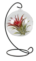 Terariu cu Tillandsia (suport inclus)