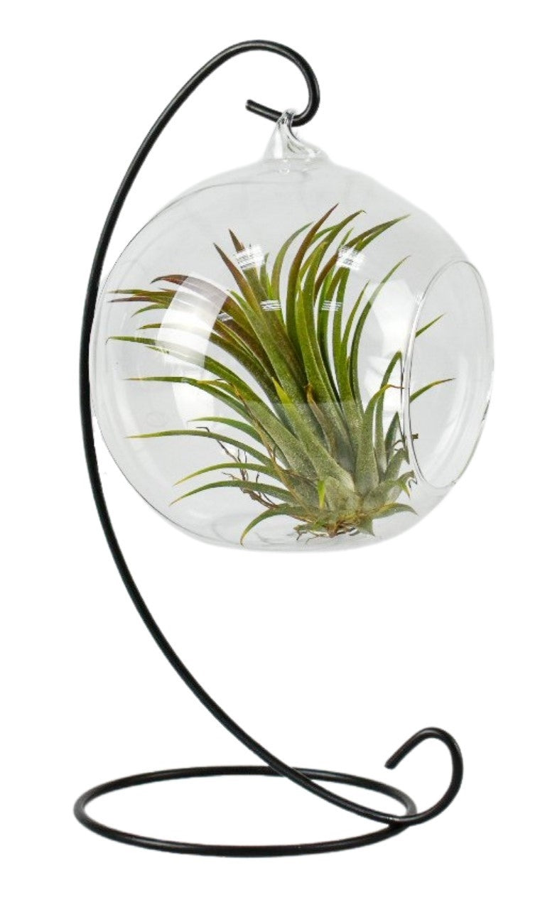 Terariu cu Tillandsia (suport inclus)