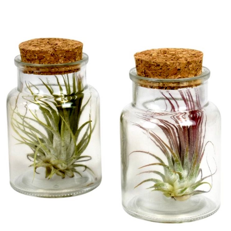 Tillandsia AirPlant in sticla (borcan)