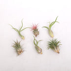 Tillandsia AirPlant mix - plante aeriene