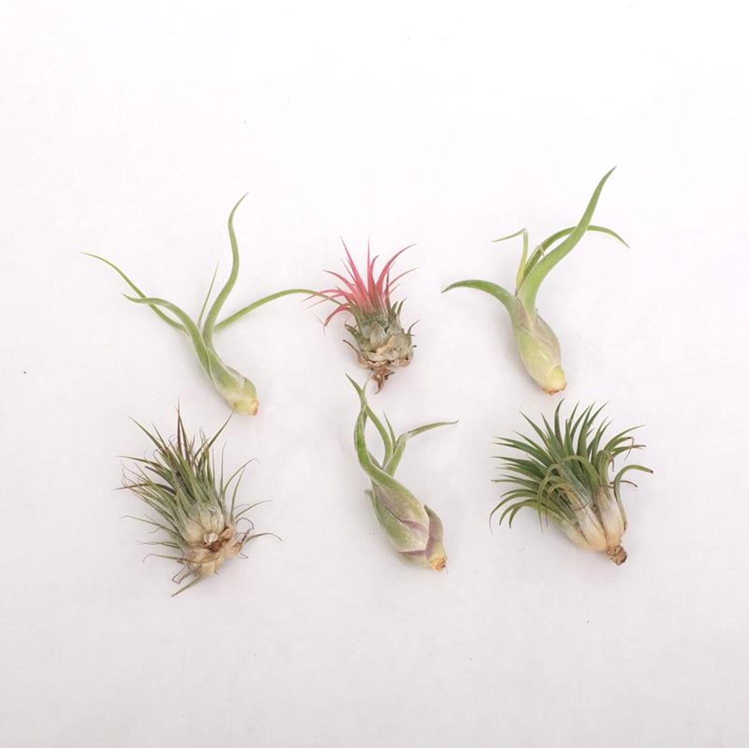 Tillandsia AirPlant mix - plante aeriene