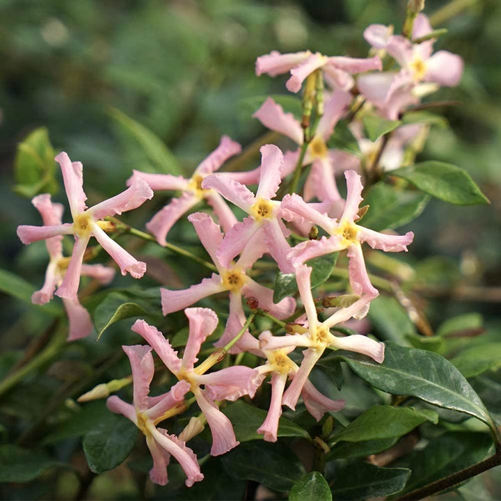 Trachelospermum jasminoides 'Pink Showers'