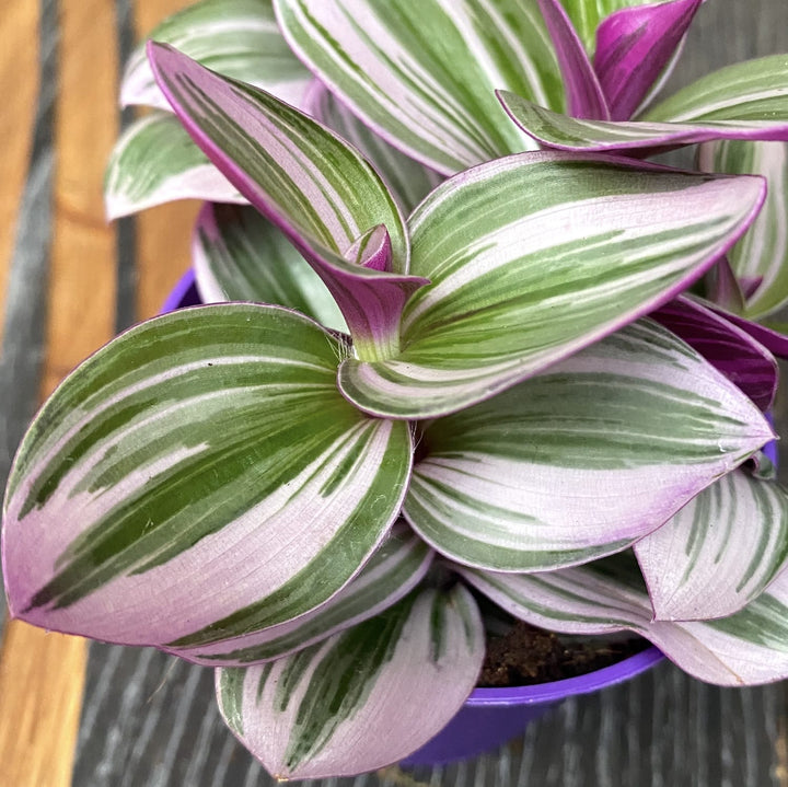 Tradescantia albiflora 'Nanouk' D7