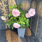 Rosa ‘Eden Rose’® - Катерлив, ароматен колекционен розов храст