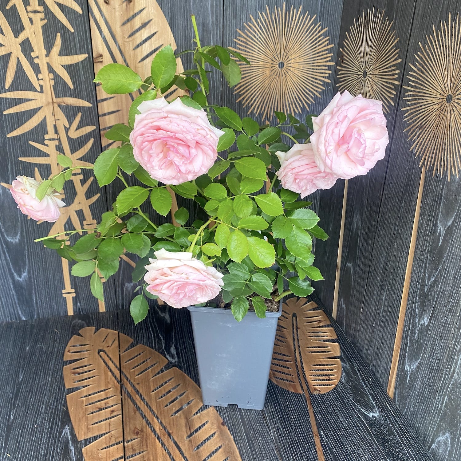 Rosa ‘Eden Rose’® - Trandafir catarator, parfumat, de colectie