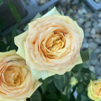 Trandafiri pitici de gradina (3 plante/ghiveci)