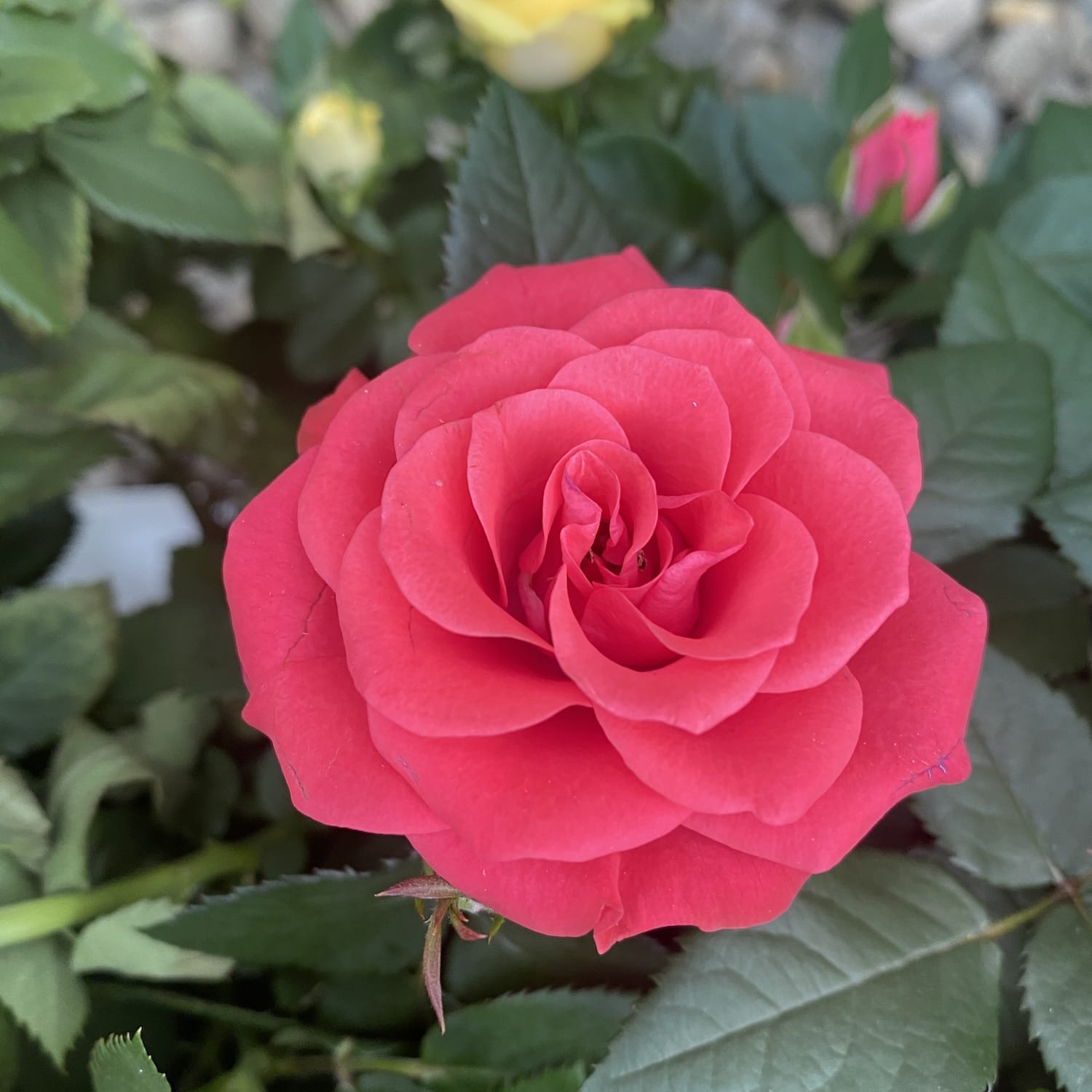 Trandafiri pitici de gradina (3 plante/ghiveci)