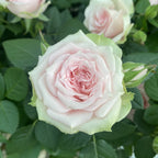 Trandafiri pitici de gradina (3 plante/ghiveci)