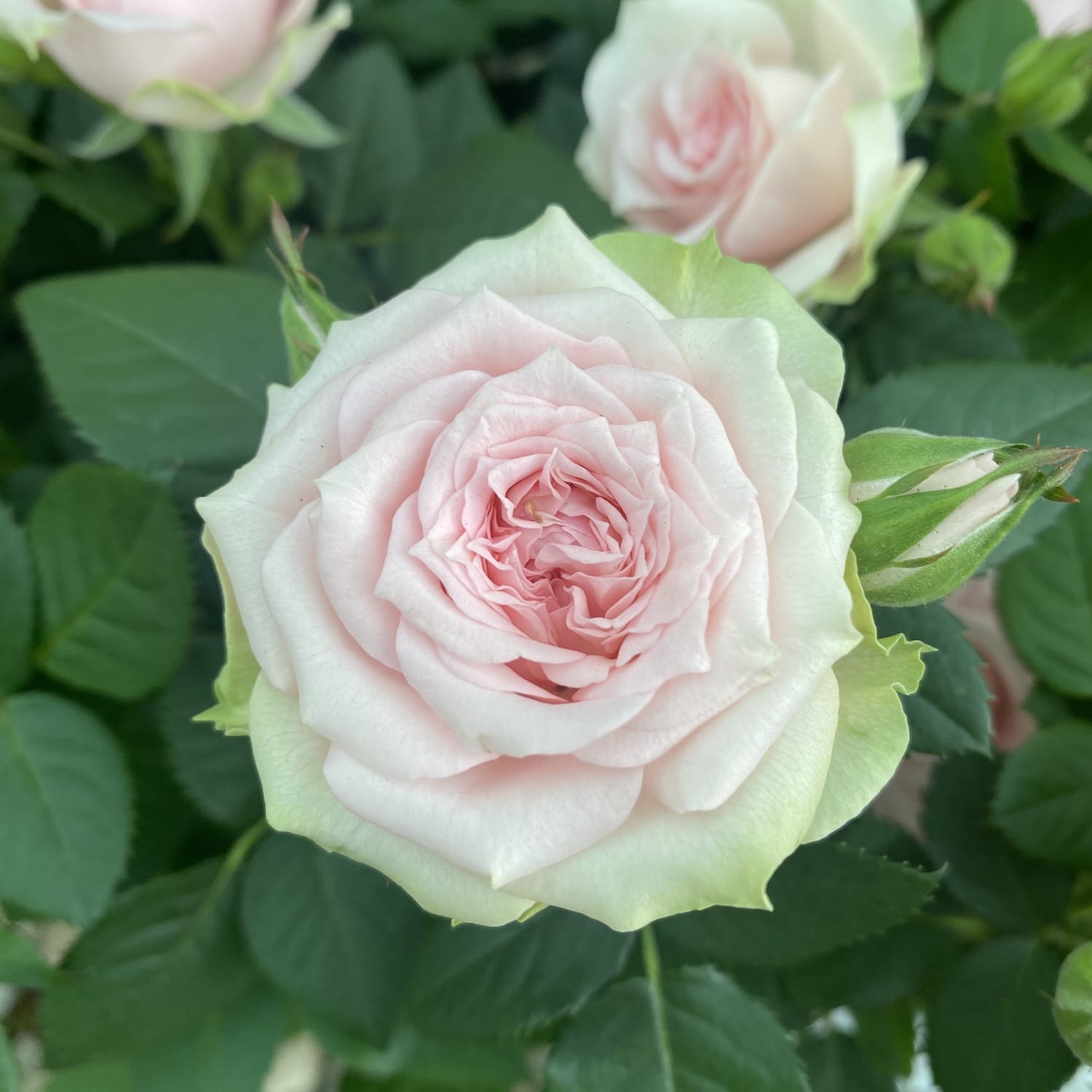 Trandafiri pitici de gradina (3 plante/ghiveci)