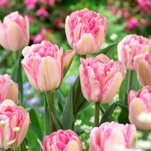 Double pink tulips - Tulipa 'Foxtrot' (Double Early Tulip)