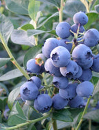 Vaccinium corymbosum 'GoldTraube'