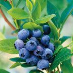 Produktivna borovnica u saksiji - Vaccinium corymbosum 'GoldTraube' D19