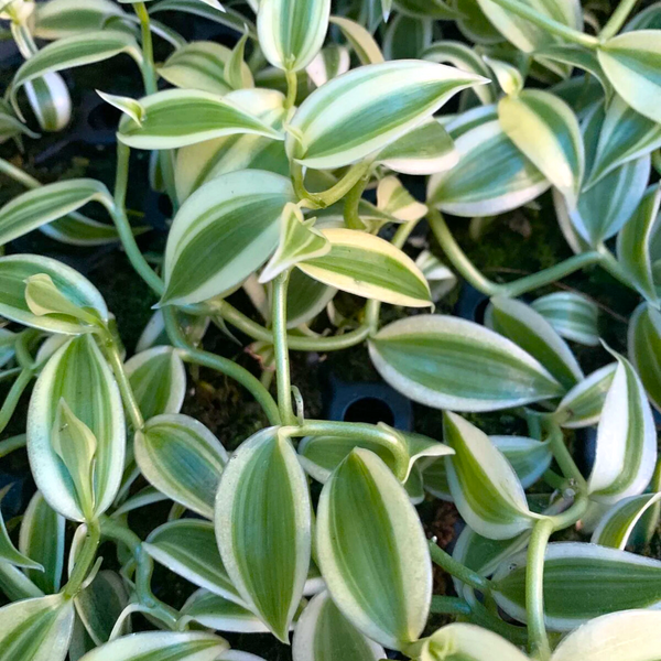 Vanilla Planifolia 'Albo-Variegata'