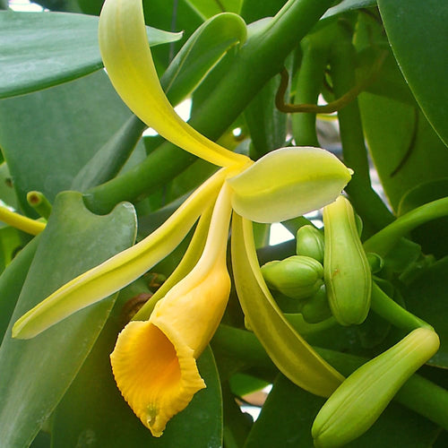 Vanilla planifolia 'Variegata' - Vanilla orchid - XL specimens