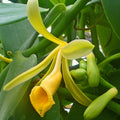 Vanilla Planifolia