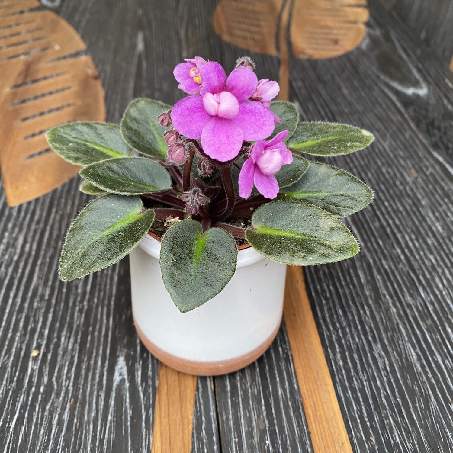 Violete roz - Saintpaulia Jenny Dark Rose (mini)