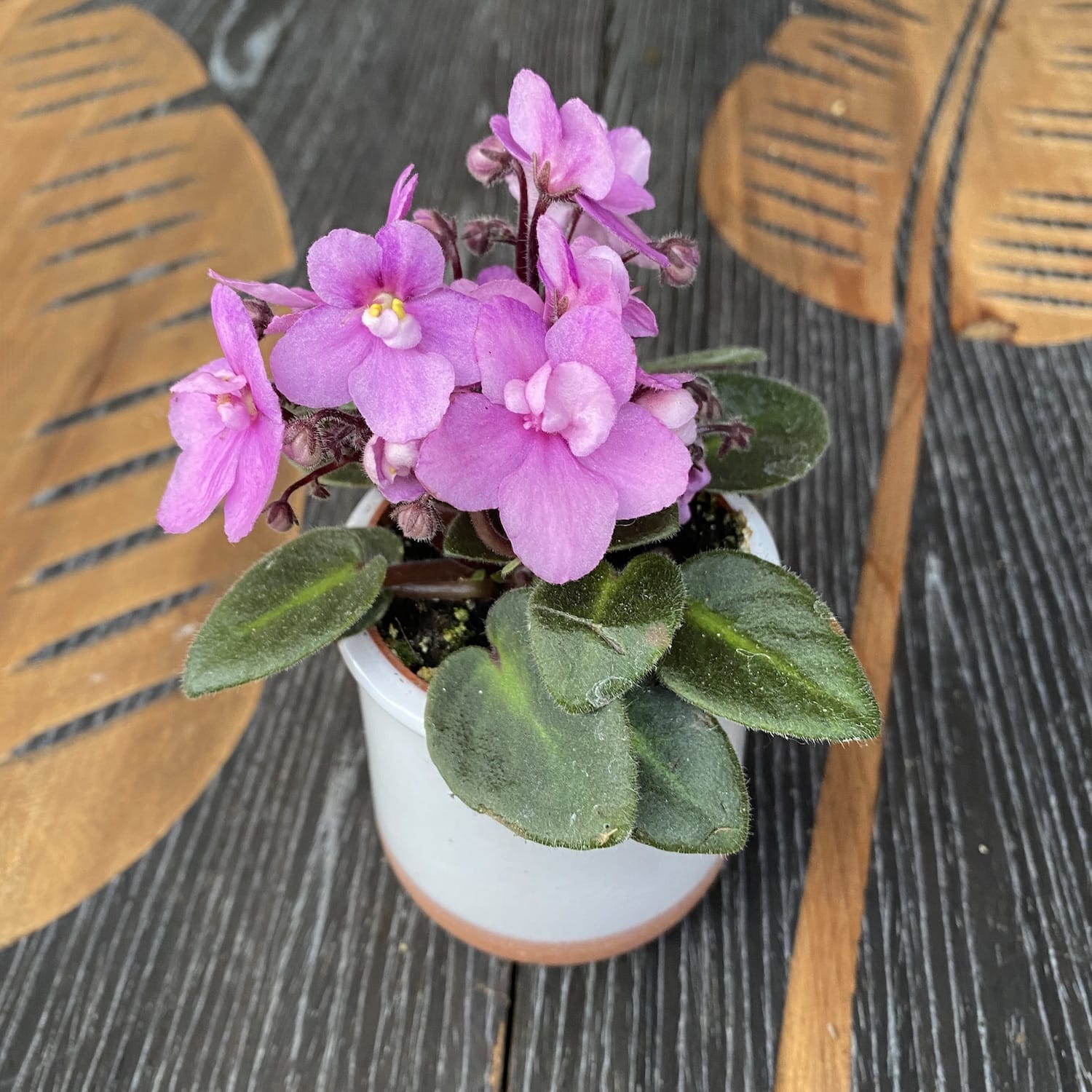 Violete roz - Saintpaulia Jenny Dark Rose (mini)