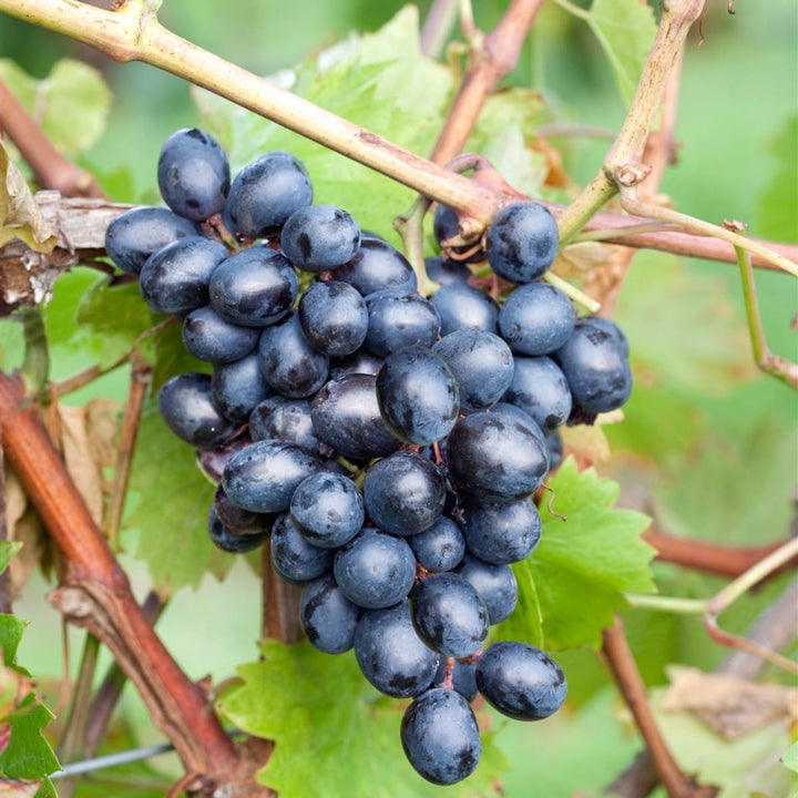 Vitis vinifera 'Nero'