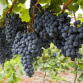 Vitis vinifera 'Regent'