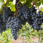 Vitis vinifera 'Regent'