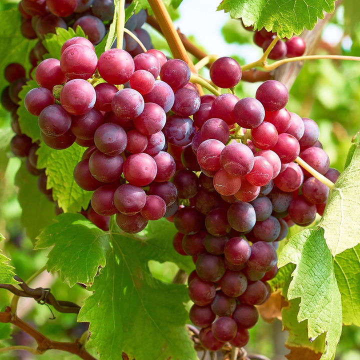 Vitis vinifera 'Vanessa'