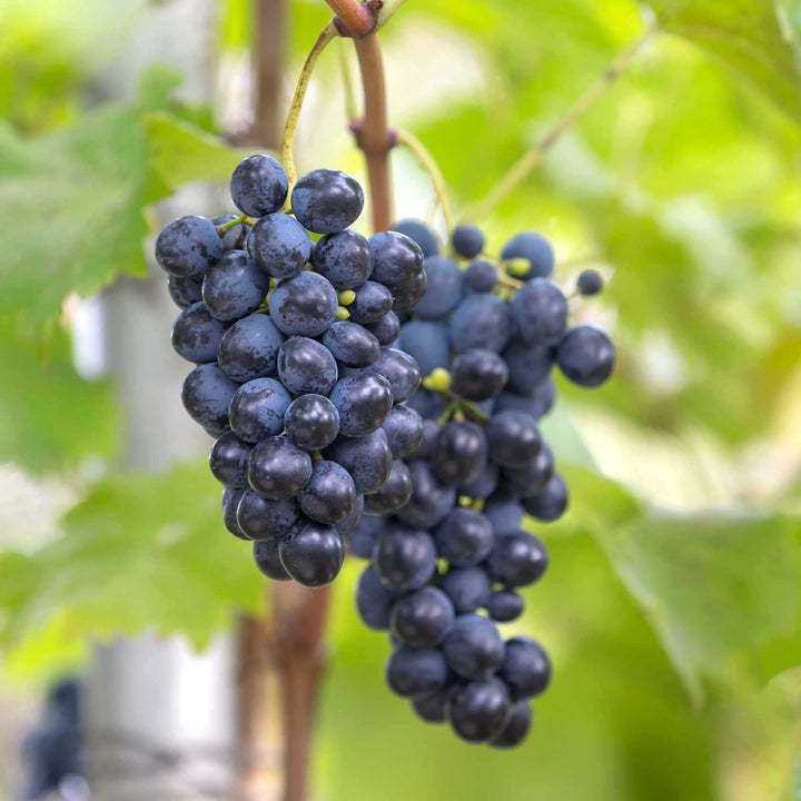 Vitis vinifera 'Nero'